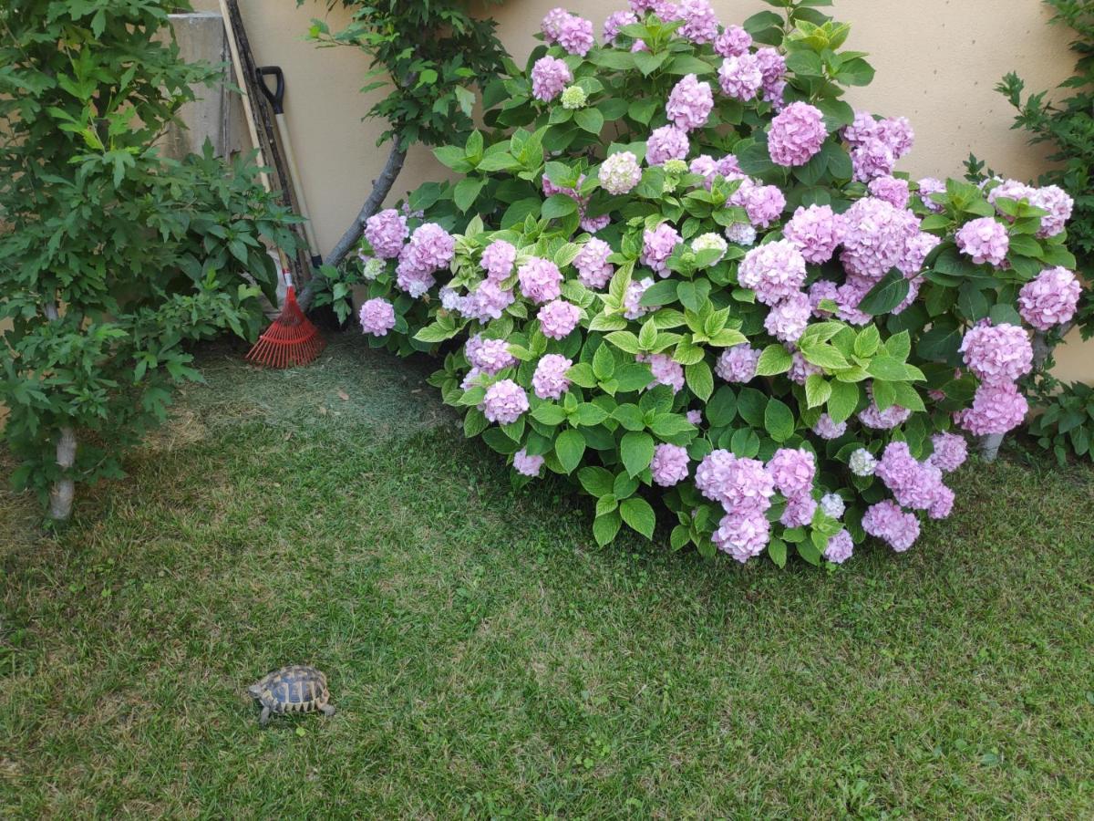 ספליט Spacious Apartment With Big Garden Near Beach מראה חיצוני תמונה